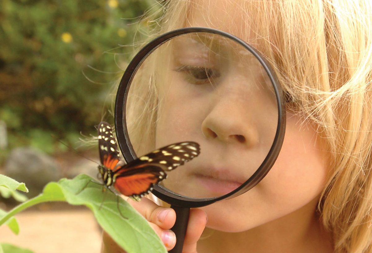 Butterfly