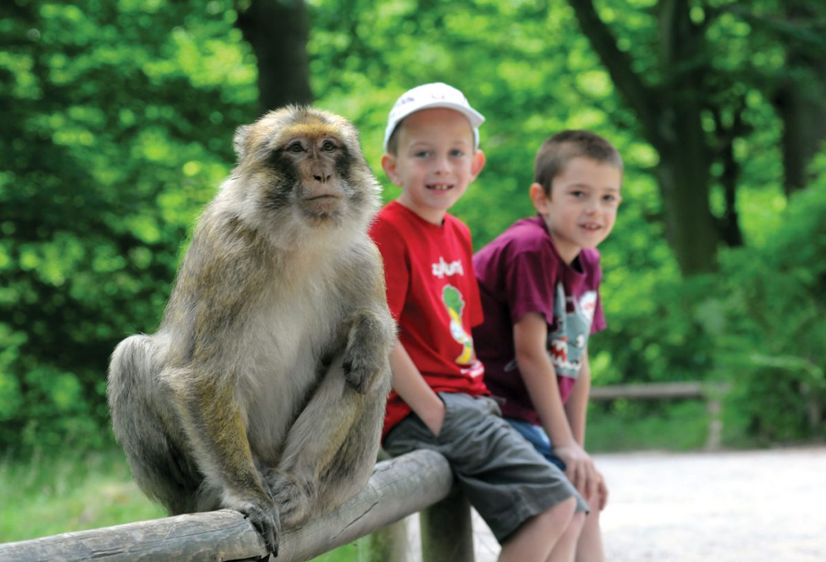 The Monkey Forest