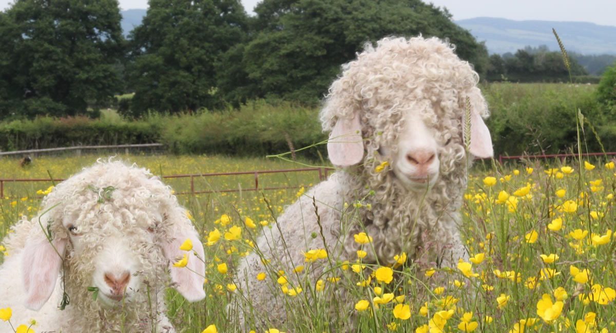 Small Breeds Park Farm